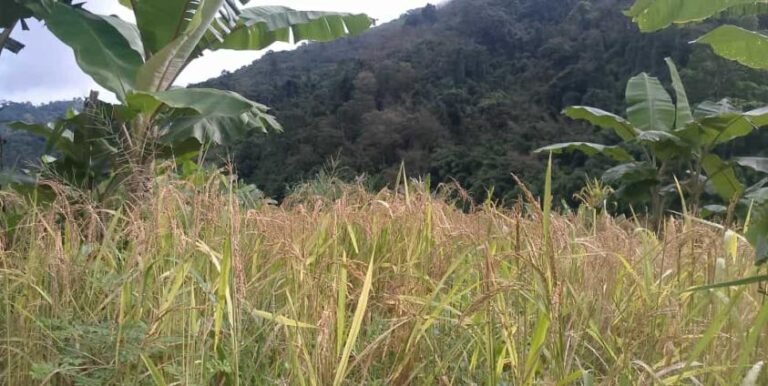 Rats destroy rice fields of Paletwa refugees in India