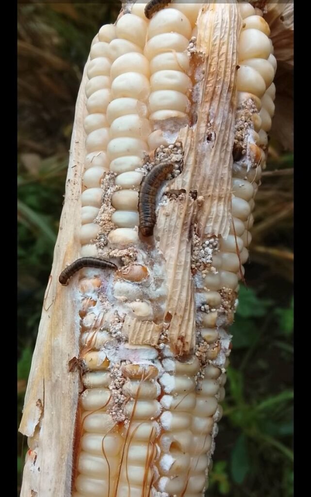 စိုက်ခင်းများ ပိုးကျ၍ ကန်ပက်လက်ဒေသခံ ထောင်ချီ စားဝတ်နေရေး အခက်အခဲကြုံတွေ့နေ